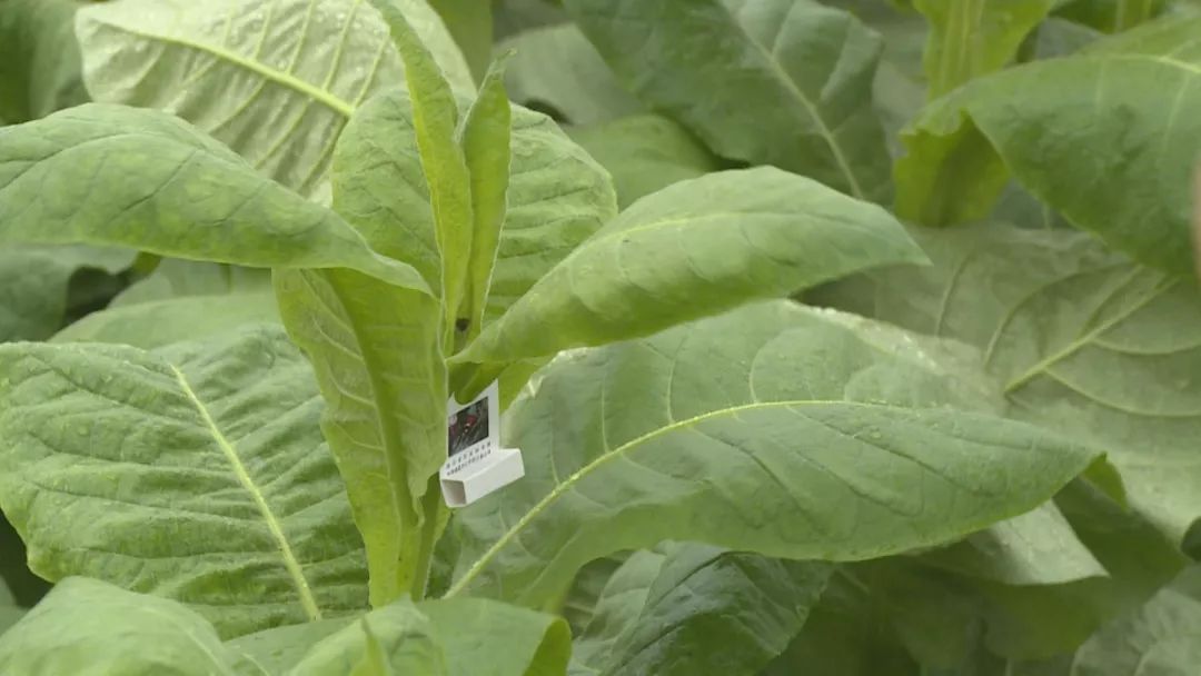 七星瓢虫防治什么病,瓢虫能够防治哪种虫害