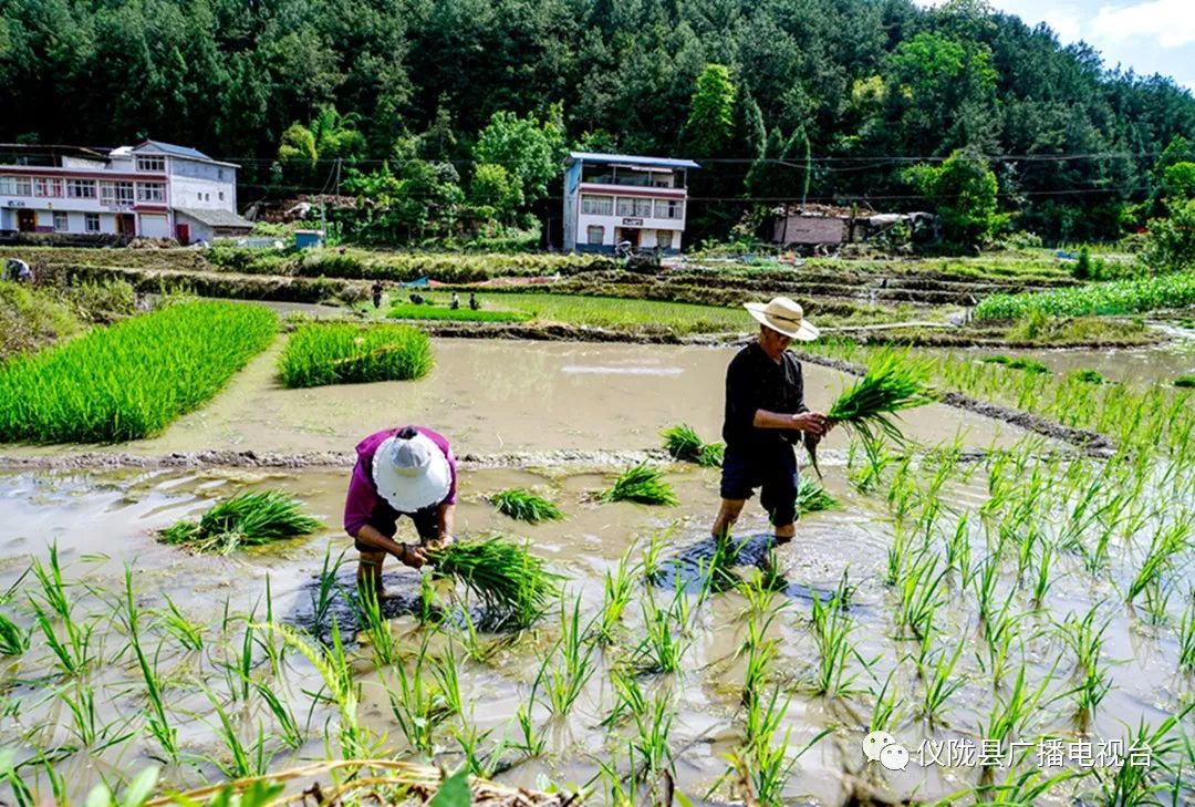 插秧感人的经历,插秧是一年中最重要的事儿