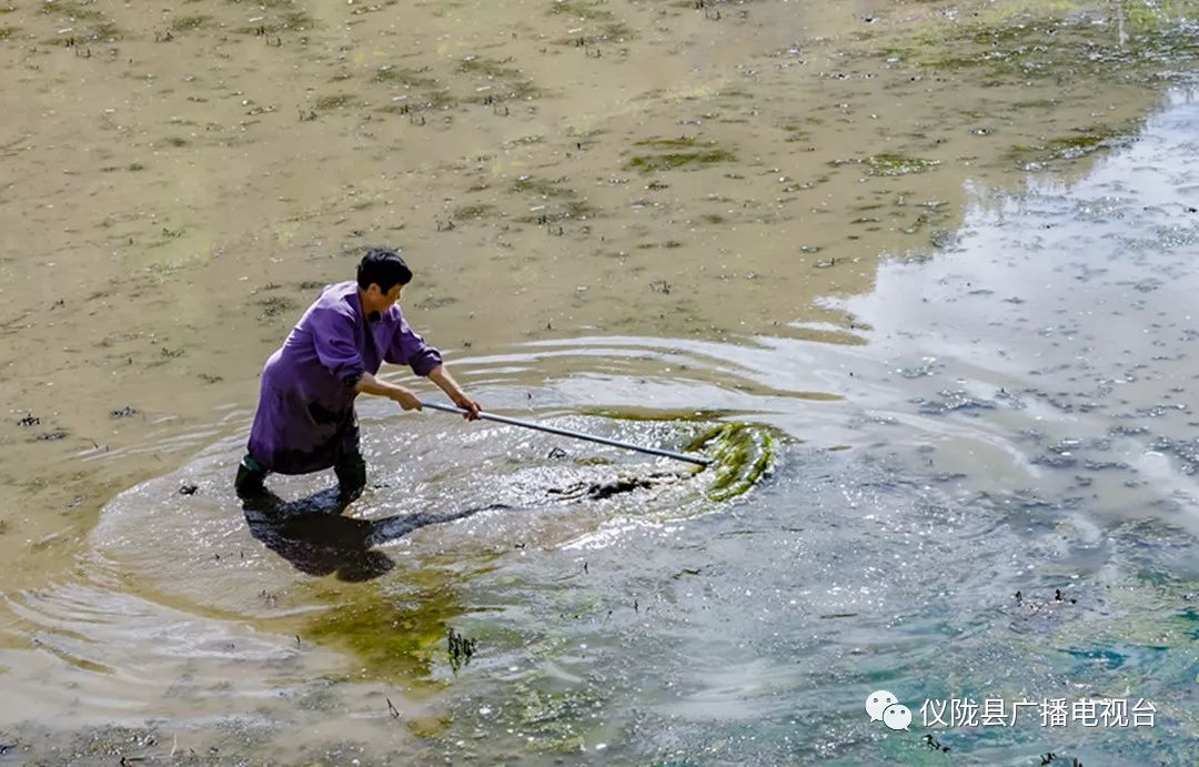 插秧感人的经历,插秧是一年中最重要的事儿