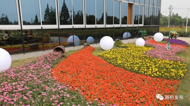 “百合节”开园｜100亩七彩花田，1000000株百合花，等你来