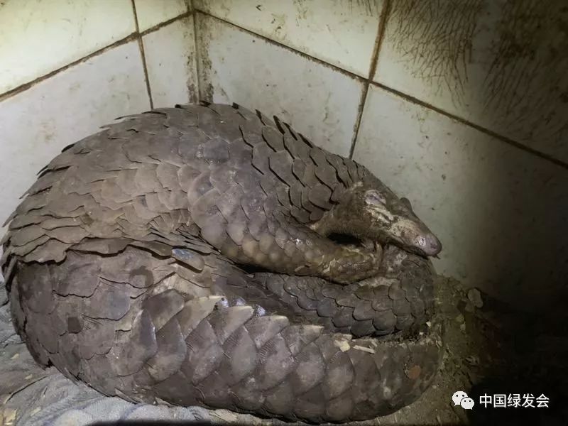 蜱虫黑虫,蜱虫天敌红蚂蚁