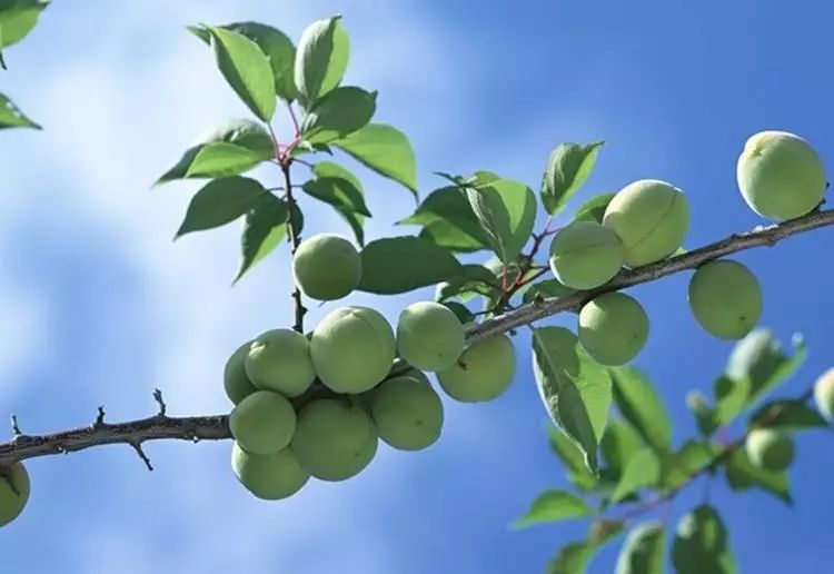 青梅时节的诗词,写梅子的诗句