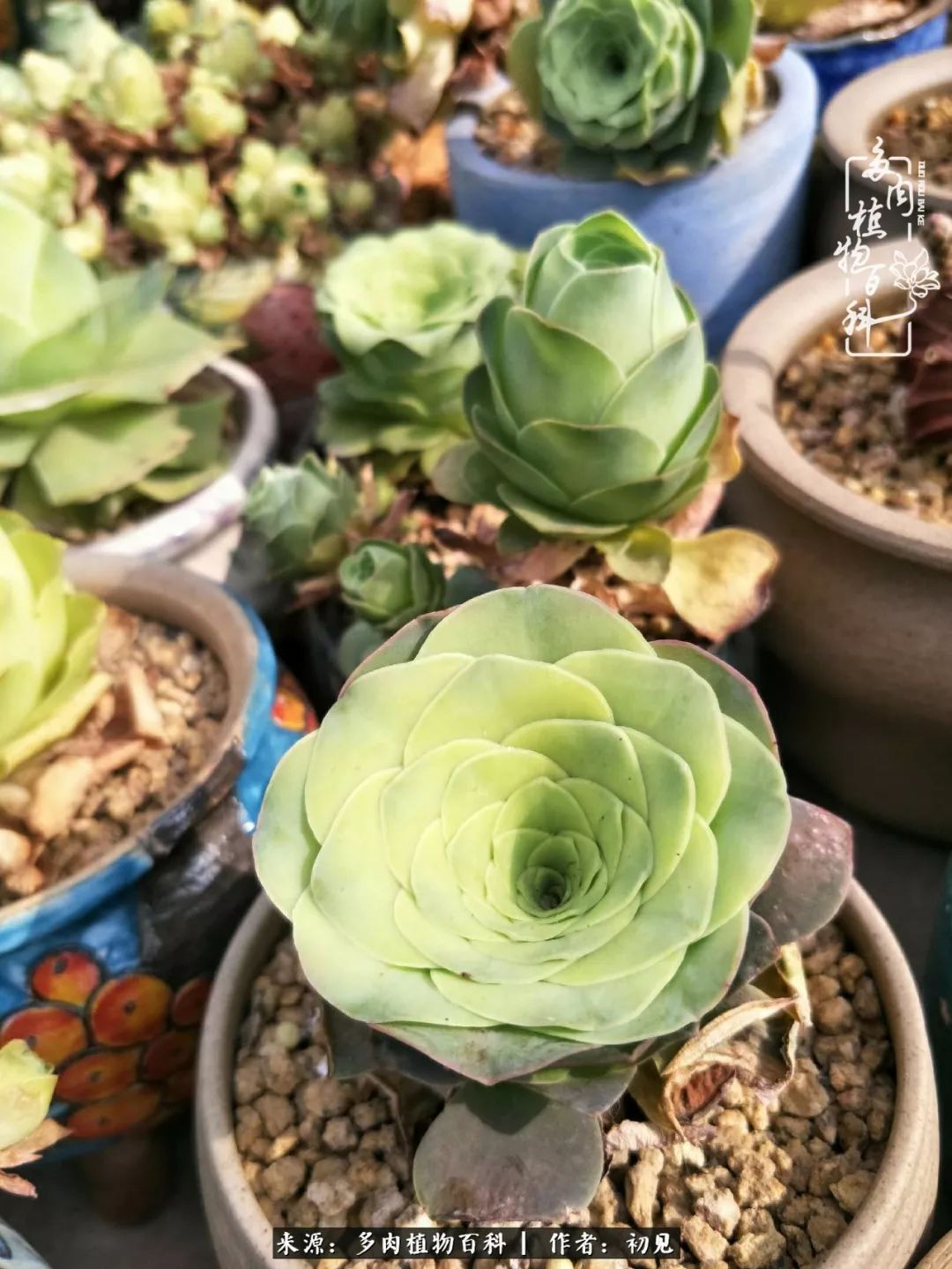 从开始养多肉就对多肉疯狂热爱,多肉美肉控养方法