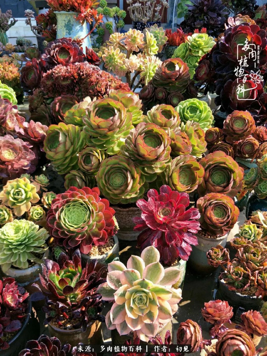 从开始养多肉就对多肉疯狂热爱,多肉美肉控养方法