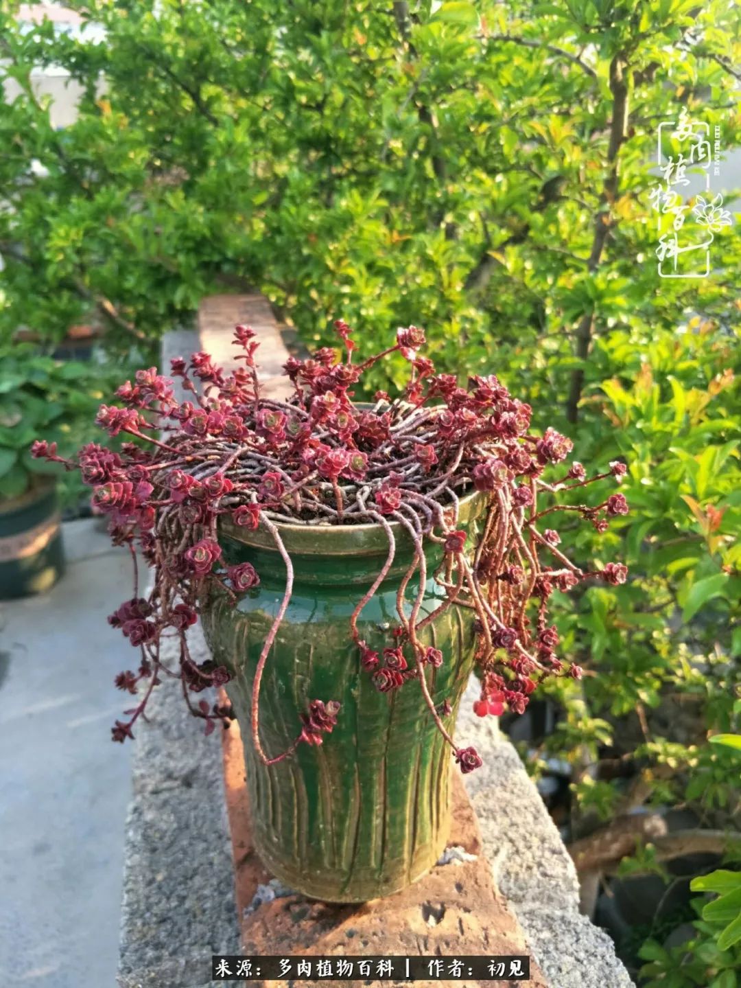 从开始养多肉就对多肉疯狂热爱,多肉美肉控养方法