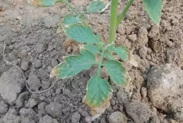 鸡粪羊粪牛粪哪种当肥料好,鸡粪羊粪猪粪牛粪哪个做营养土好