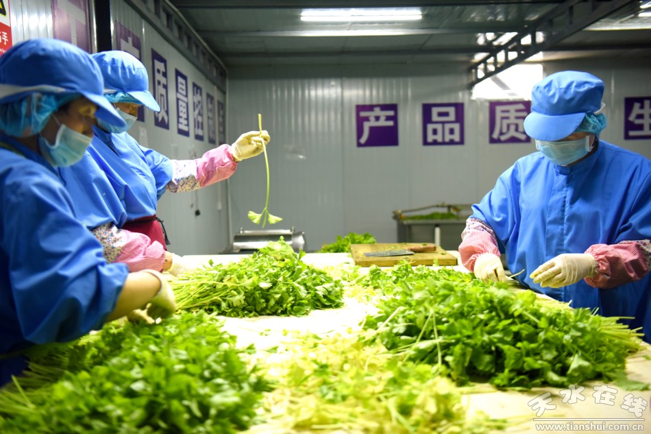 甘肃武山苦苣酸菜浆水出售,武山酸菜销售