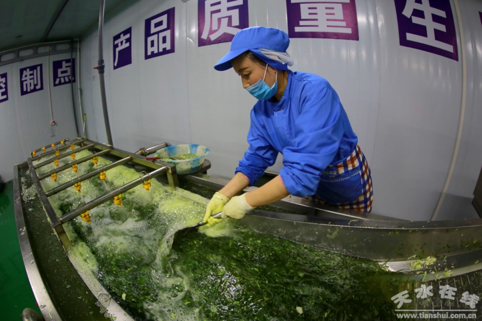甘肃武山苦苣酸菜浆水出售,武山酸菜销售
