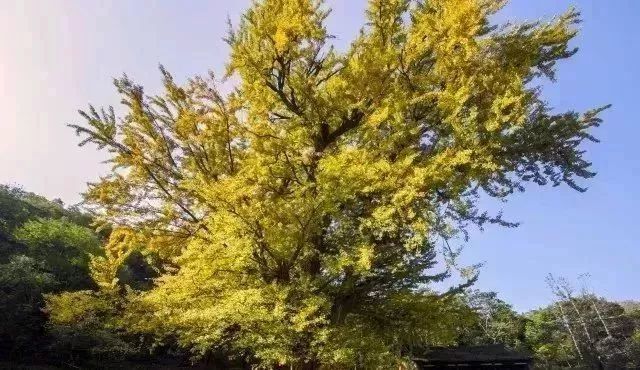 本周末，主播秋雨、大雄带你畅游王屋山、五龙口，只剩10个自驾名额，欲报从速！