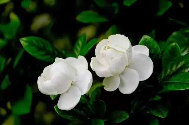 仙人掌养花知识,仙人掌养不死的诀窍