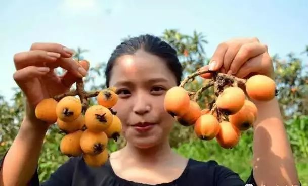 贵阳乌当花果山枇杷,贵阳摘枇杷最好的地方求推荐