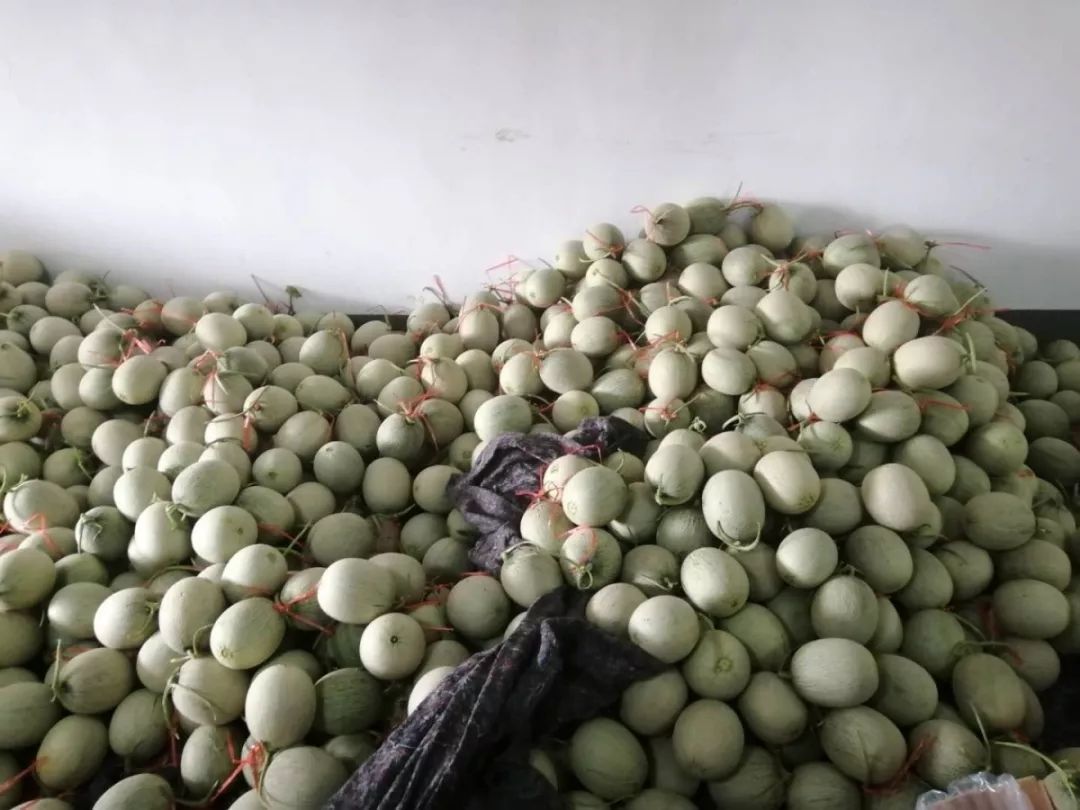 海阳网纹瓜电商日销近十万斤,海阳网纹瓜批发多少钱