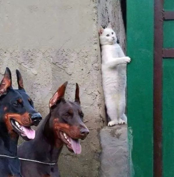 日本“手工鬼才”捏的小动物模型，比表情包还沙雕