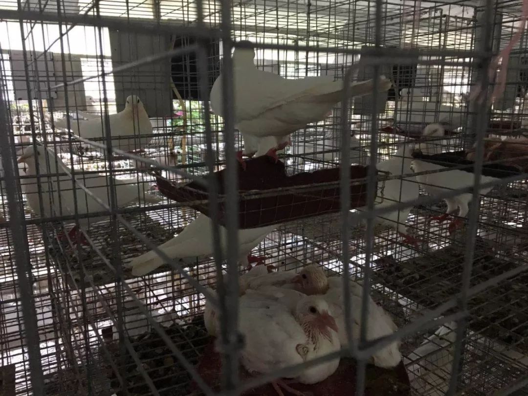 为带领农村致富的年轻人点赞,返乡创业养家禽带动村民脱了贫