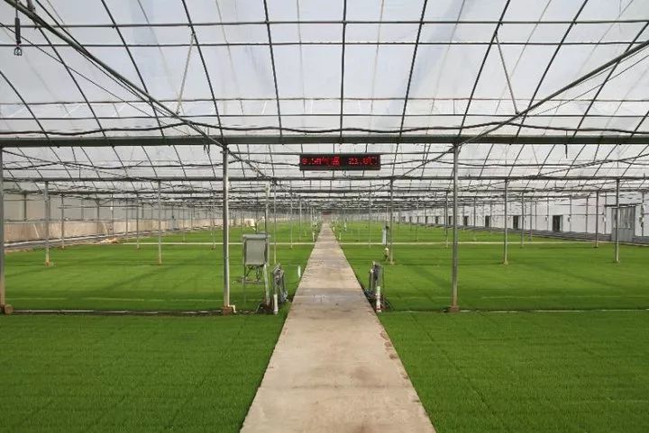 小站稻产业新模式,农民日报专题报道