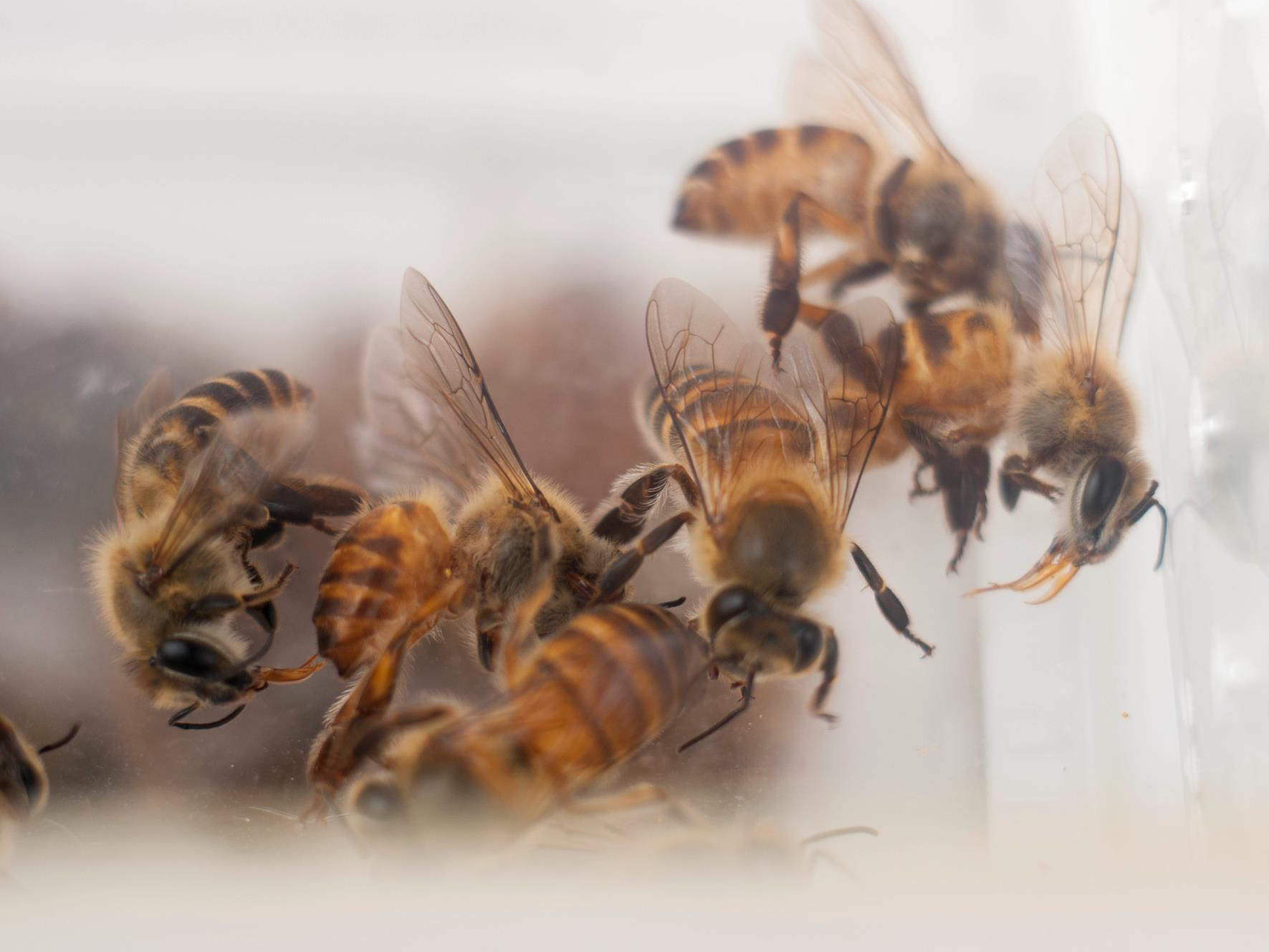 怎样分辨俄罗斯蜂蜜真假,权威专家蜂蜜真假鉴别最简单方法