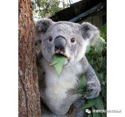 那些年我们追过的国产动画,那些年我们不知道的国货