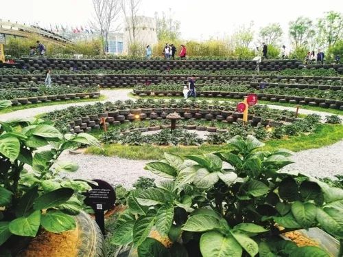 轮胎种植蔬菜,在轮胎里种植蔬菜有什么好处