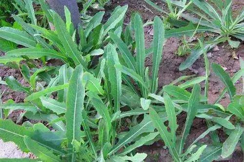 小满应季吃什么,南方小满吃什么