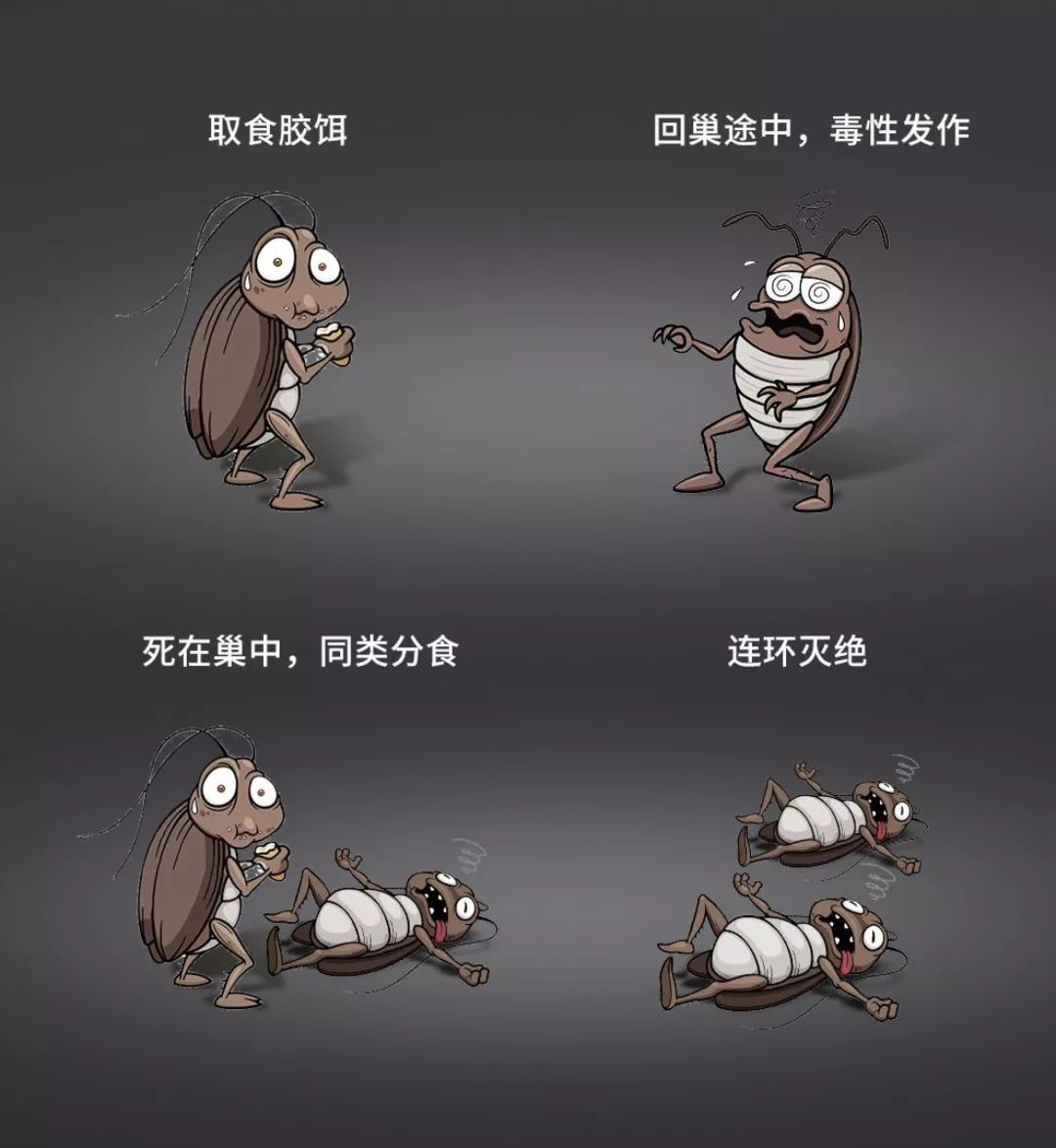 想要消灭家里蟑螂,家里有蟑螂可以请专业人士来灭吗