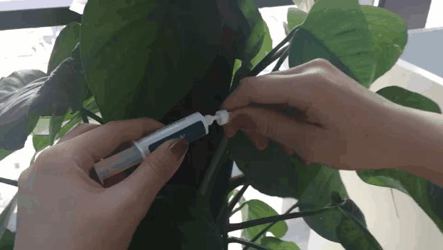 家里有蟑螂怎么样才能把它给消灭,家里有蟑螂用什么东西来消灭它