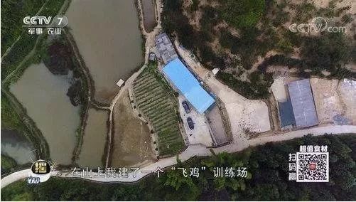 土鸡飞上天,土鸡从树上飞下来