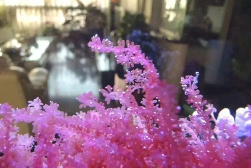 海缸害怕阳光照射吗,海缸如何压制褐藻