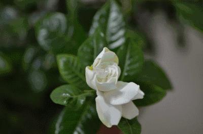 寻香|还原派VS颠覆派？诶呦~想不到这花还有两副面孔！（上）