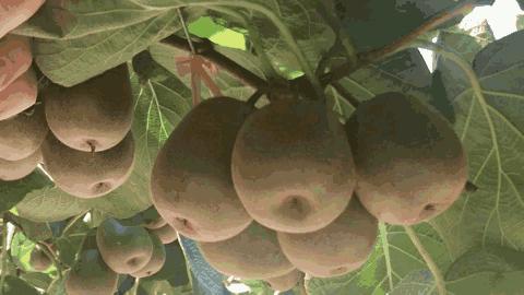 什邡市猕猴桃种植过程,什邡猕猴桃示范园