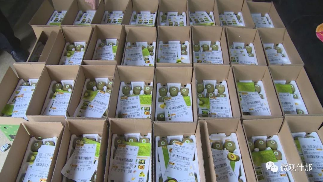 什邡市猕猴桃种植过程,什邡猕猴桃示范园