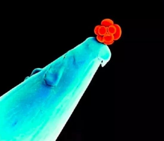 冷知识合集视频,冷知识合集超长