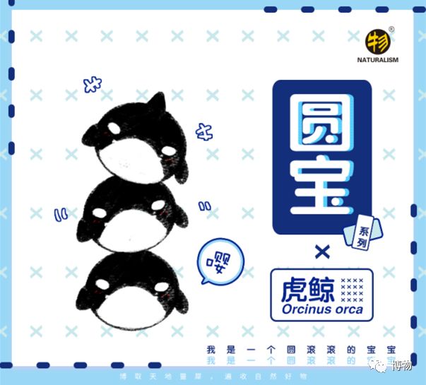 “圆宝”那么可爱，怎么能不盘它呢！