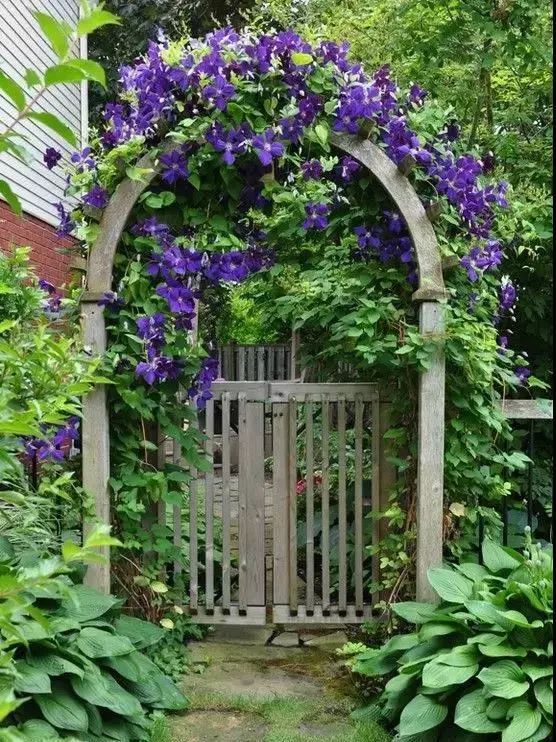 100种爬藤植物花墙,15种常用的园林观花爬藤植物