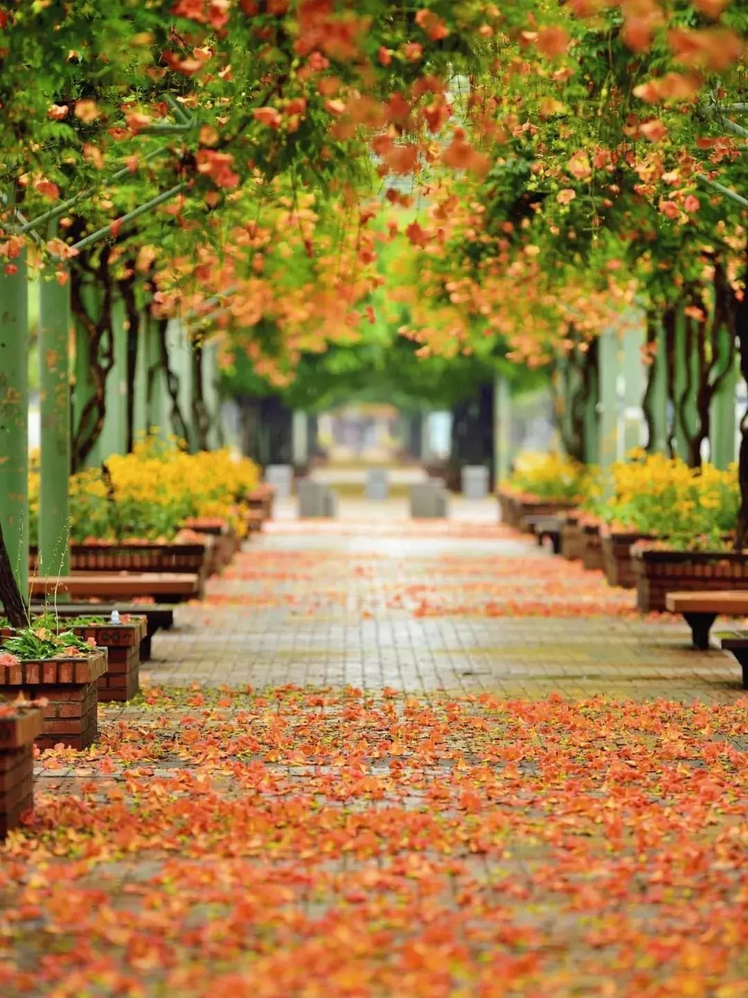 100种爬藤植物花墙,15种常用的园林观花爬藤植物