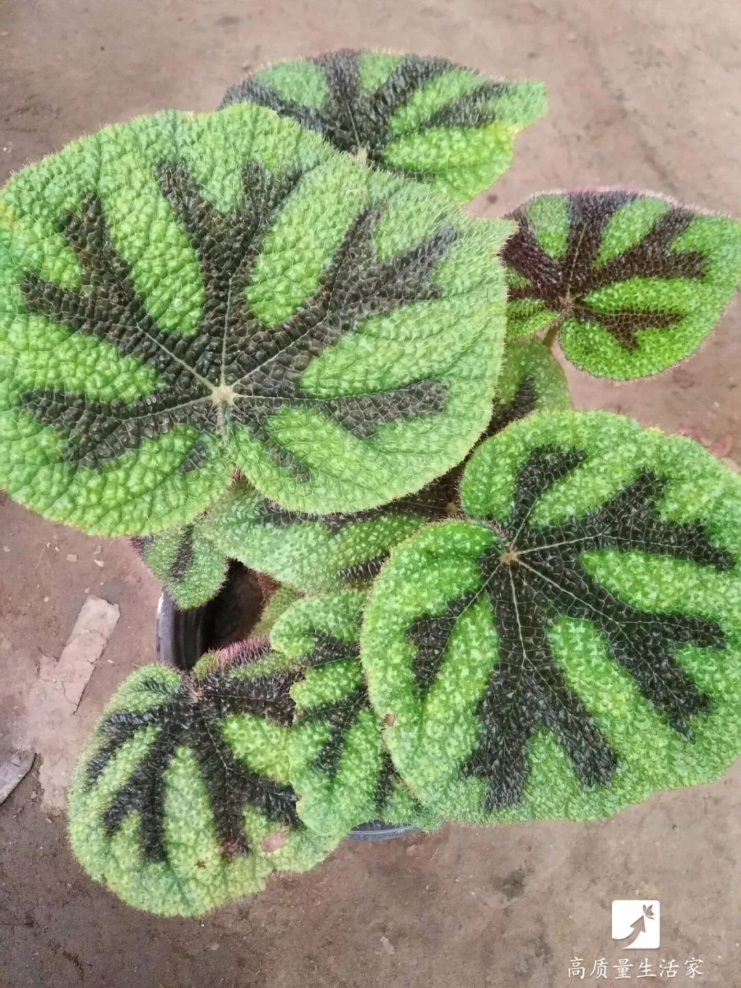 装修房子吸甲醛最好的是什么植物,吸甲醛最好的植物排行榜