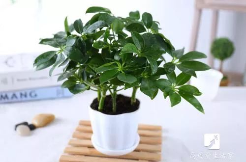 什么植物去甲醛最好又适合放卧室,吸甲醛最好的植物排行