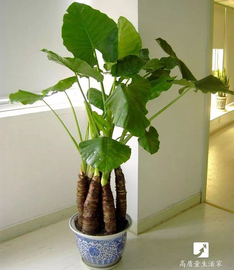 什么植物去甲醛最好又适合放卧室,吸甲醛最好的植物排行