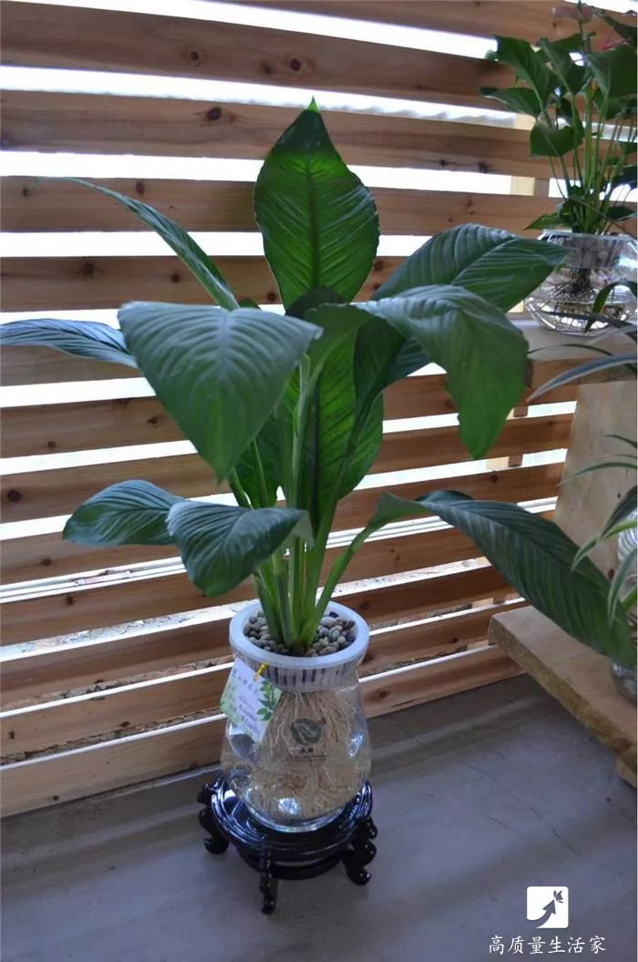 什么植物去甲醛最好又适合放卧室,吸甲醛最好的植物排行