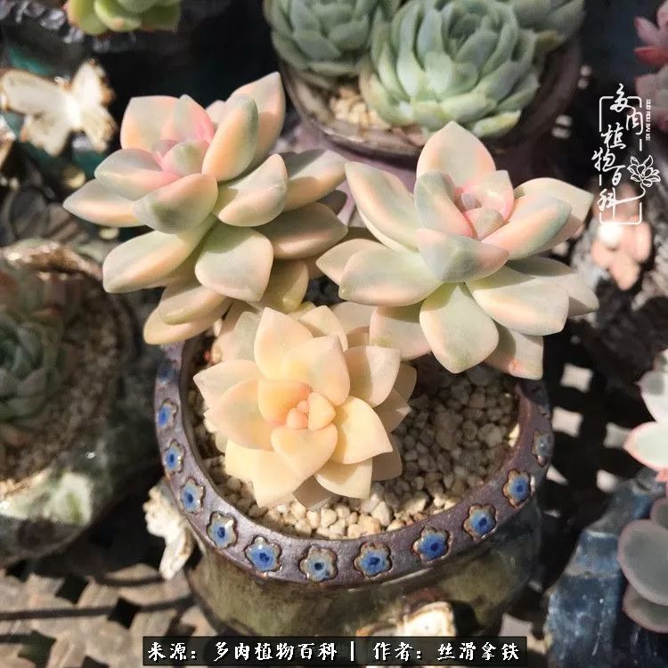 夏季比较耐晒的多肉,夏日的多肉