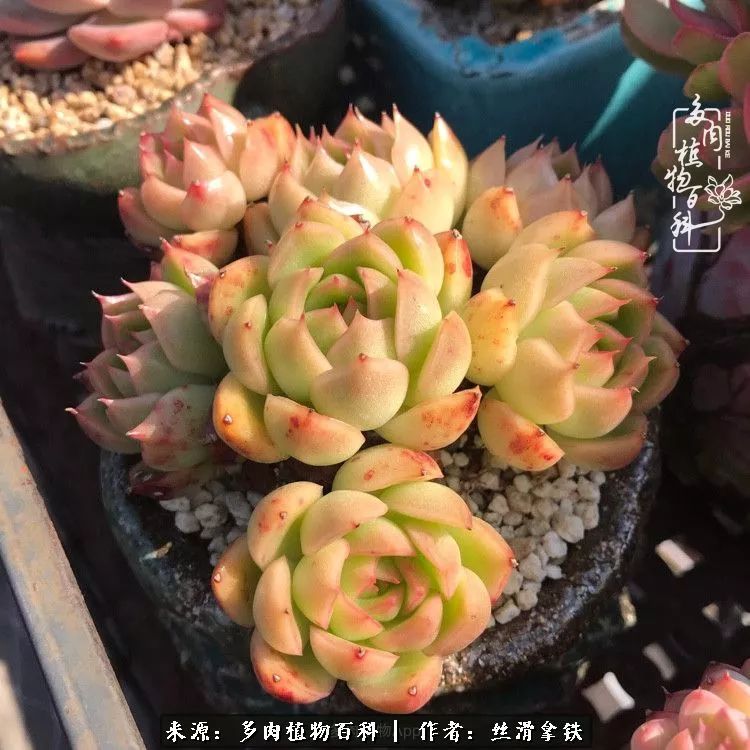 夏季比较耐晒的多肉,夏日的多肉