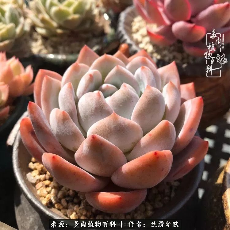 夏季比较耐晒的多肉,夏日的多肉