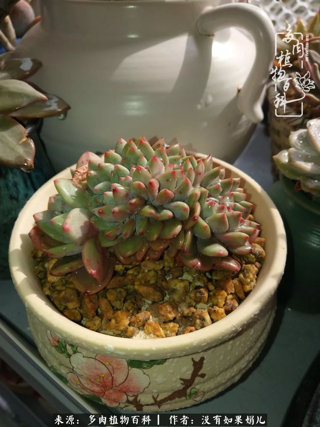 一个80后的养殖人,农村80后养肉人