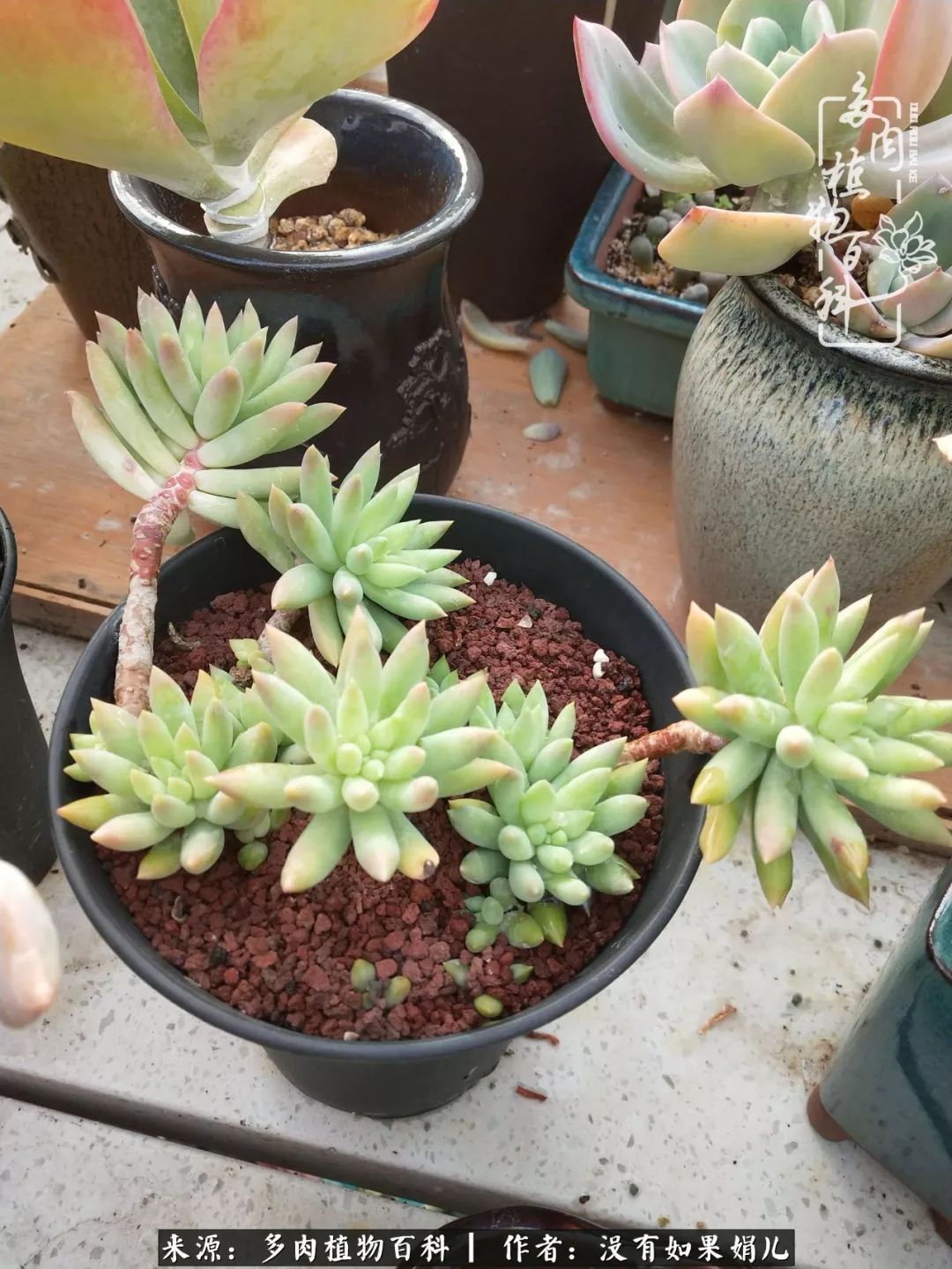 一个80后的养殖人,农村80后养肉人