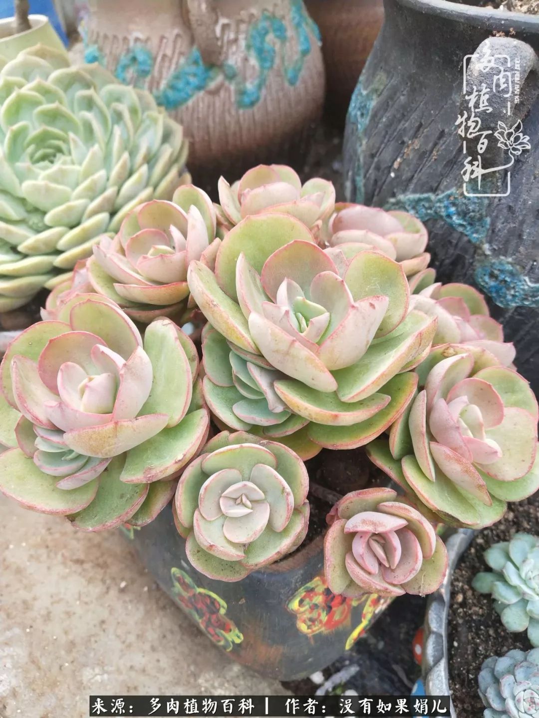 一个80后的养殖人,农村80后养肉人