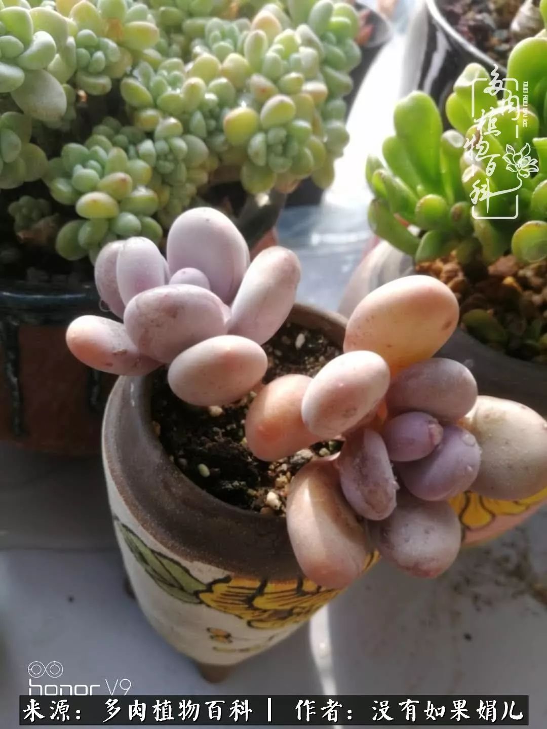 一个80后的养殖人,农村80后养肉人