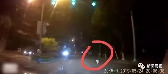 女子开车撞狗怎么判,女子驾车撞狗被判主责