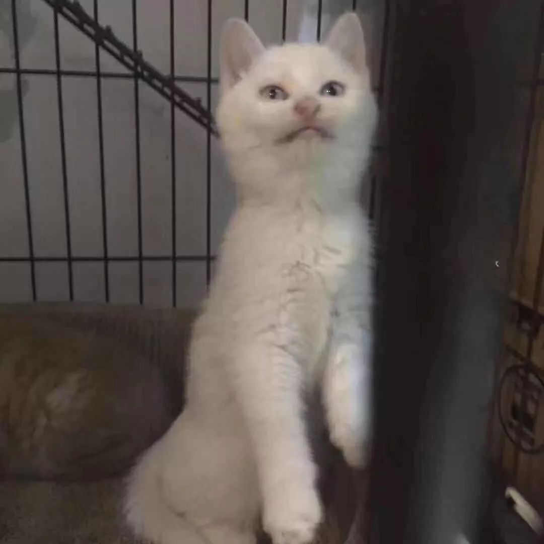 高萌来袭！真小奶猫小奶狗！|毛孩子的童年有多奶？