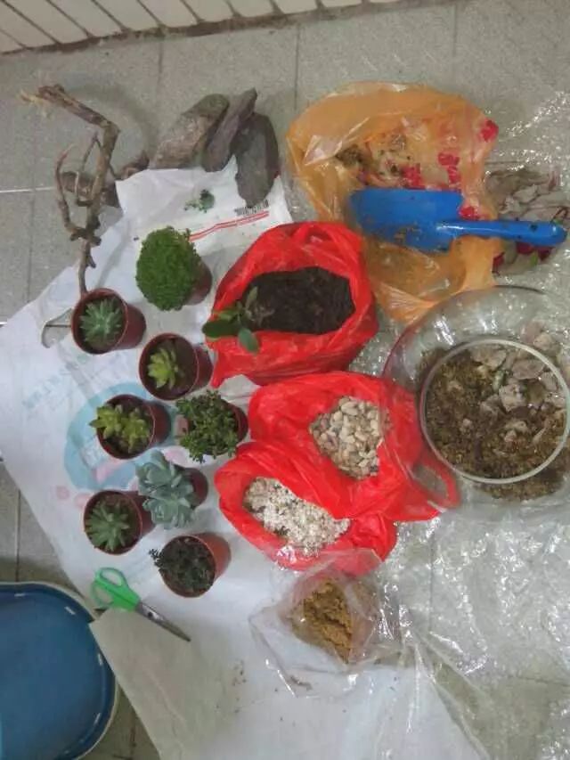 养多肉一个人就可以玩到天荒地老,养多肉的幸福其实很简单