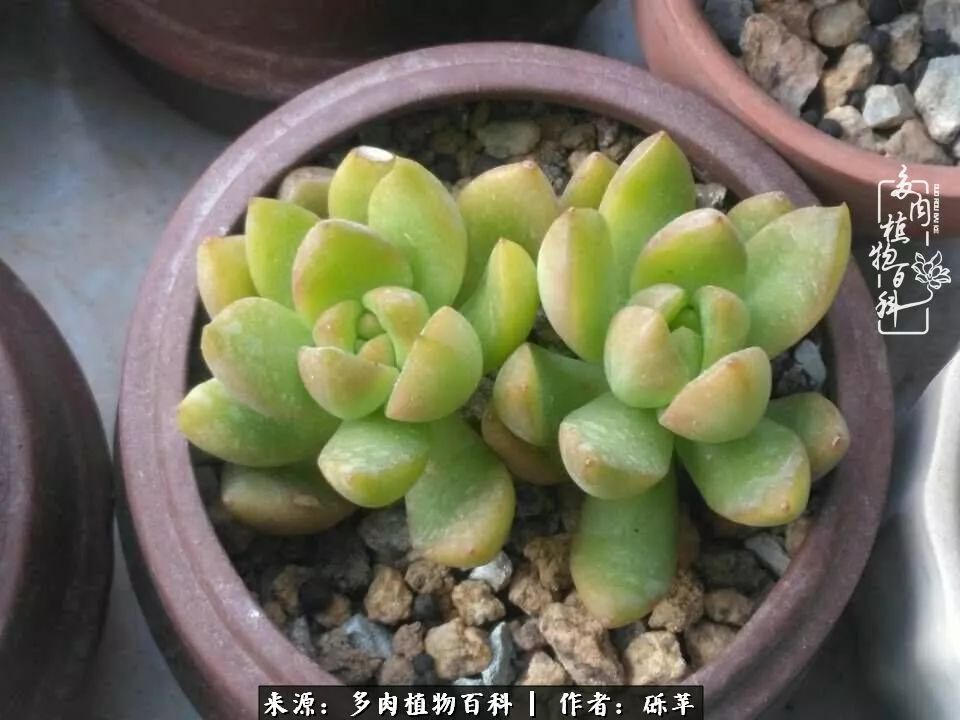 养多肉一个人就可以玩到天荒地老,养多肉的幸福其实很简单