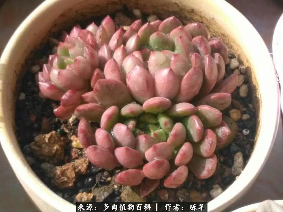 养多肉一个人就可以玩到天荒地老,养多肉的幸福其实很简单